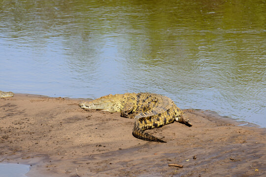 Nile Crocodile (Crocodylus niloticus or "Mamba" in Swaheli) in the Serengeti National park Tanzania