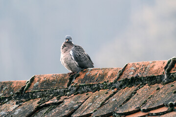A pigeon on an old roof