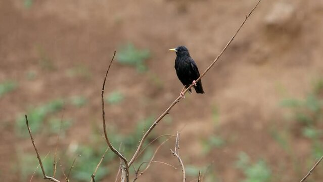 A starling is sitting on a branch. It's raining. The bird is wet. Video from Cuculus canorus