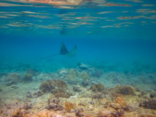 Eagle ray in the expanses of the coral reef of the Red Sea