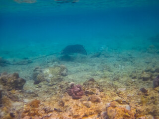 Eagle ray in the expanses of the coral reef of the Red Sea