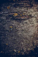 Foto op Canvas Surface of old tree bark, tree bark texture © Anton