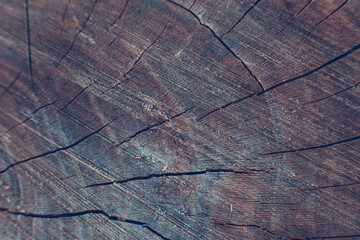 Surface of old tree bark, tree bark texture