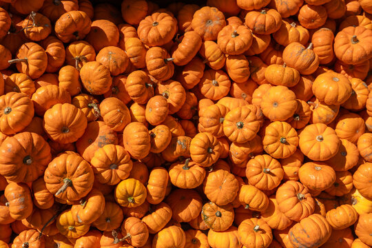 Halloween anticipation at the autumn festival: a colorful heap of pumpkins. Vibrant, festive, and perfect for the season's spirit.