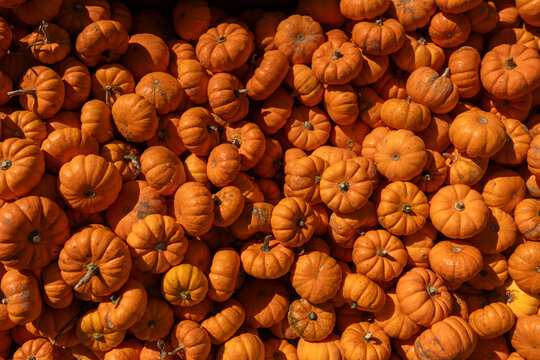 Halloween anticipation at the autumn festival: a colorful heap of pumpkins. Vibrant, festive, and perfect for the season's spirit.