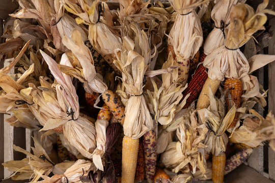 At the fall festival, a rustic basket overflows with dried corn, embodying the cozy essence of autumn. A harvest display full of warmth and charm.