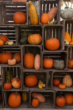 Autumn festival delight: A lively stand adorned with a variety of pumpkins, embodying the festive spirit of the harvest season in vibrant colors.