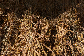 Dried cornstalks' feet rest atop a barn's wagon in the rustic countryside. A quintessential scene...