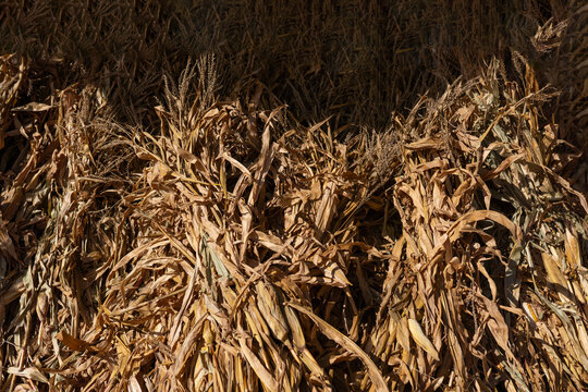 Dried cornstalks' feet rest atop a barn's wagon in the rustic countryside. A quintessential scene capturing the agricultural charm of rural life.