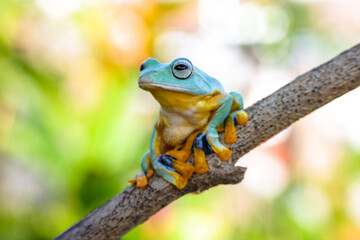 Wallace's flying frog (Rhacophorus nigropalmatus), also known as the gliding frog or the Abah River...