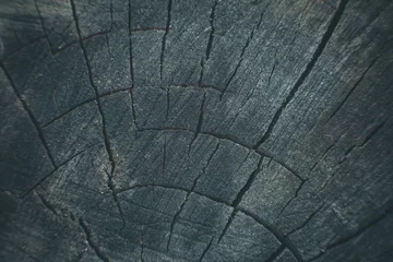Tuinposter Surface of old tree bark, tree bark texture © Anton