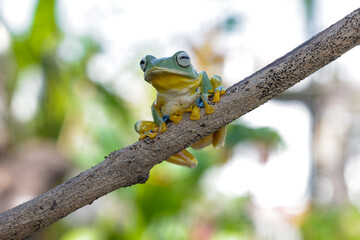 Wallace's flying frog (Rhacophorus nigropalmatus), also known as the gliding frog or the Abah River flying frog