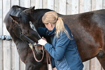 Pferdeosteopathie. Junge Tierärztin behandelt braunes Pferd osteopathisch - obrazy, fototapety, plakaty
