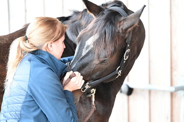 Pferdeosteopathie. Junge Tierärztin behandelt braunes Pferd osteopathisch © Grubärin