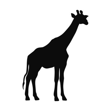 giraffe silhouette isolated on transparent background