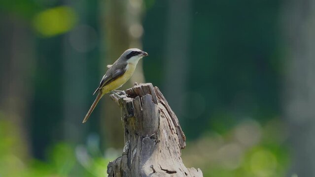 Long-tailed Shrike ( Lanius schach )  birdwatching in the forest