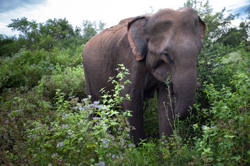 Obraz premium Elephant in Sri Lanka