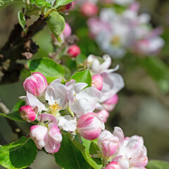 Blühender Apfelbaum, Malus, im Frühling