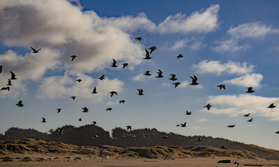 Flock of seagulls in flight on the california coast 