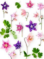 Columbine flowers floral composition isolated on white background.
