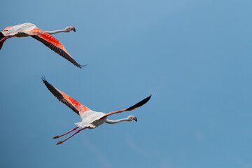 Flying flamingos. Blue sky and flying flamingos.