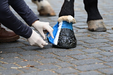 Hufbehandlung beim Pferd bei Hufabzess. Junge Tierärztin behandelt Huf