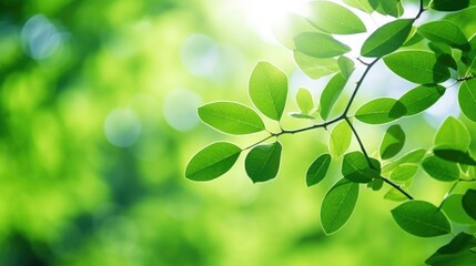 green tree leaves in bokeh background