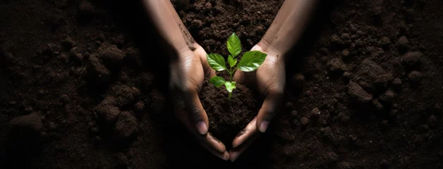 Poster Handful of earth save environment. Sprouting plant on hands full of fertile soil farmer holding plant soil health environment day earth garden soil hands hold earth plant seedling sprout hand seedling © grigoryepremyan