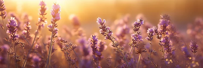 Fensteraufkleber lavender plants and flowers in a blurred background © grigoryepremyan