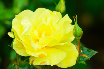 Close up of Fresh beautiful yellow rose in the garden.  