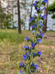 in urban courtyards, a bruise blooms