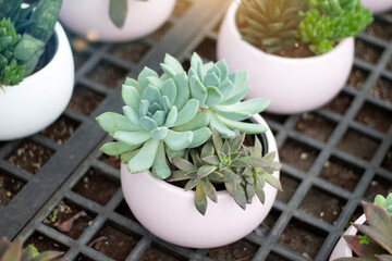 Fototapeta na wymiar Green succulent are ready to sell. Flowers in pots are in greenhouse. 