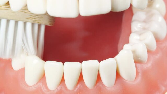 Patient at a Dentist Appointment in a Dental Clinic. Inside View of Brushing Teeth Tutorial with White Green Toothbrush. Cleaning Mouth Morning Healthcare Routine. Dental Care Education