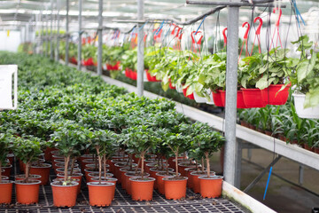 Beautiful green flowers are ready to sell. Flowers in pots are in greenhouse. View from the greenhouse. 