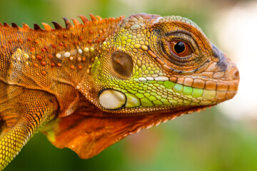 The super red iguana