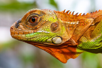 The super red iguana