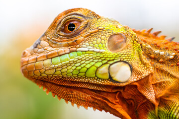 The super red iguana
