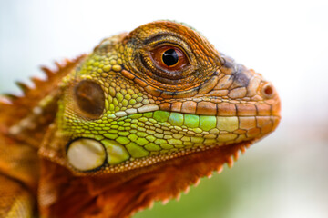 The super red iguana