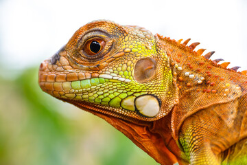 The super red iguana