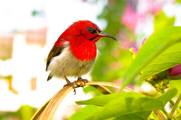 The crimson sunbird (Aethopyga siparaja) is a species of bird in the sunbird family which feed largely on nectar.