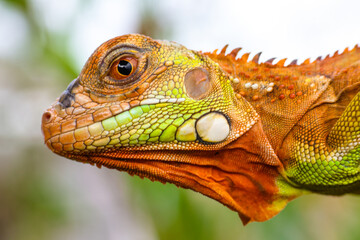 The super red iguana
