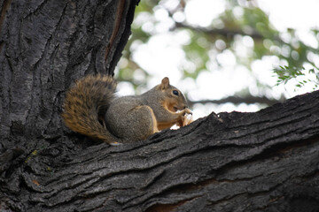 squirrel on a tree