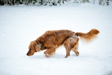 dog in snow