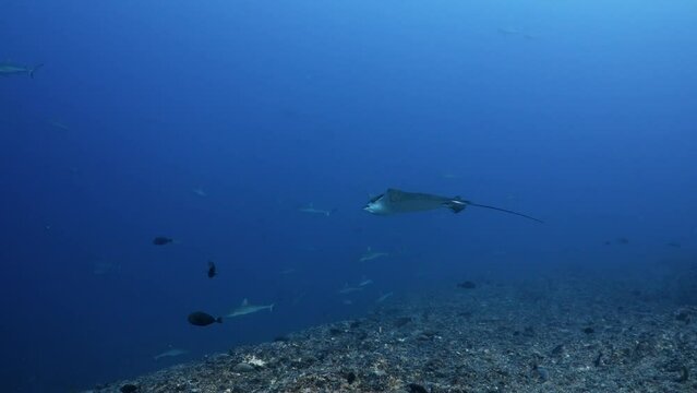 Eagle Ray over the Coral Reef, filmed underwater in the pass of Tiputa in the Atoll of Rangiroa, in the French Polynesia in the middle of the South Pacific
