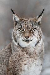 A Portait of a Lynx
