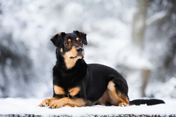 beautiful mixed breed dog lying in the snow outdoors