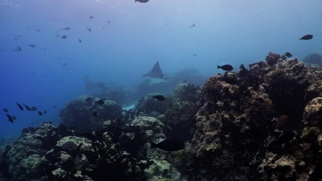 Eagle Ray over the Coral Reef, filmed underwater in the pass of Tiputa in the Atoll of Rangiroa, in the French Polynesia in the middle of the South Pacific