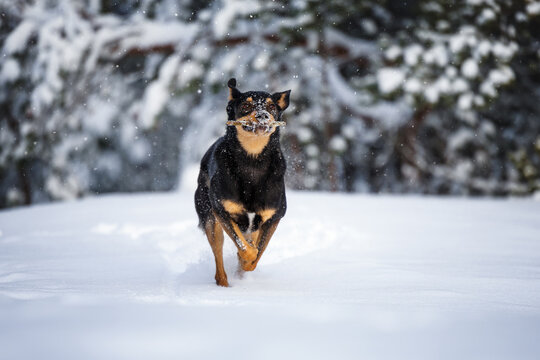 happy mixed breed dog fetching a stick outdoors in winter