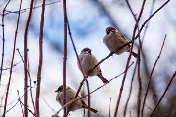 Little cute sparrows are sitting on a bush in the garden. Birds in the city.