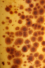 Banana with dark spots with shadow isolated close up macro botanical food porn backgrounds selective focus big size high quality instant printings